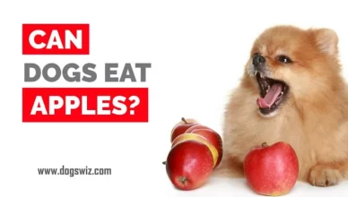 Can-dogs-eat-apples