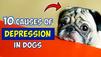 10 Causes Of Depression In Dogs (What You Can Do To Help!)