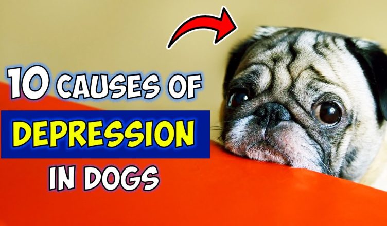 10 Causes Of Depression In Dogs (What You Can Do To Help!)