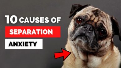 10 Causes Of Separation Anxiety In Dogs (What You Can Do To Help!)