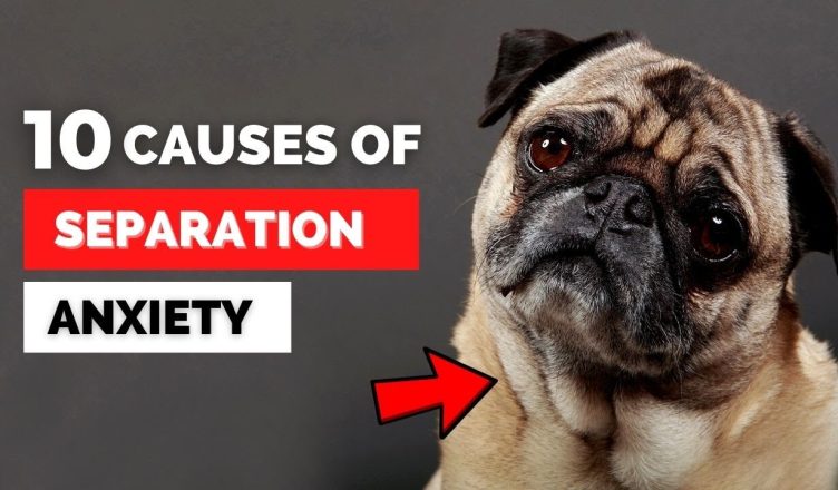 10 Causes Of Separation Anxiety In Dogs (What You Can Do To Help!)