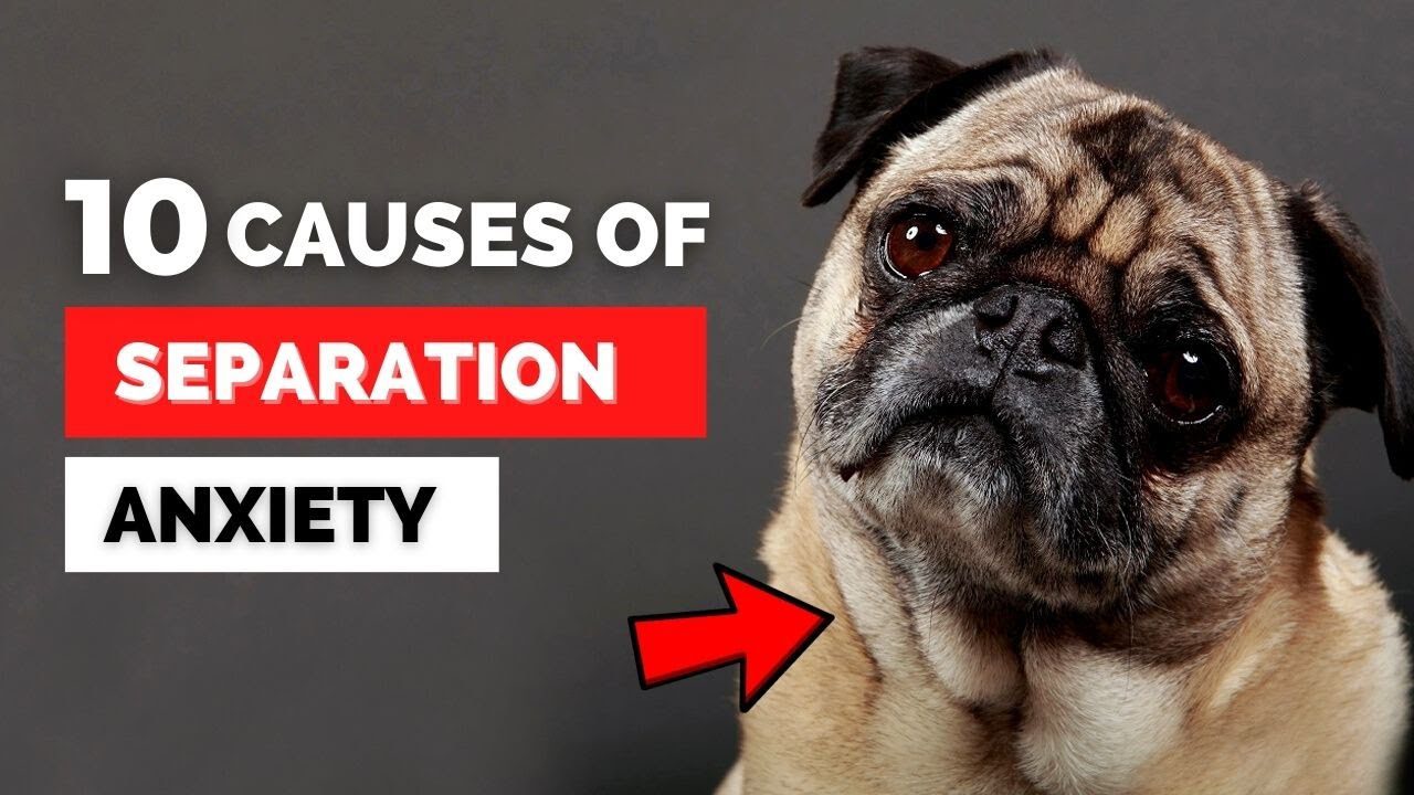 10 Causes Of Separation Anxiety In Dogs (What You Can Do To Help!)