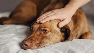 10 Scientific Ways to Treat Dog Anxiety (100% Working!)