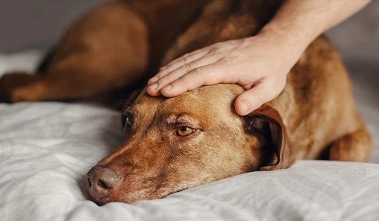 10 Scientific Ways to Treat Dog Anxiety (100% Working!)