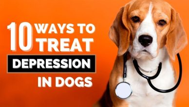 10 Scientific Ways to Treat Dog Depression