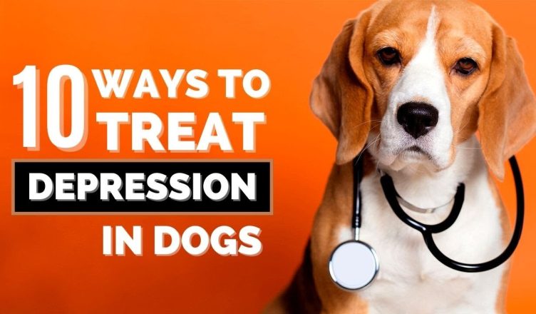 10 Scientific Ways to Treat Dog Depression