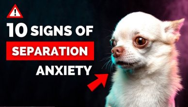 10 Signs Of Separation Anxiety In Dogs