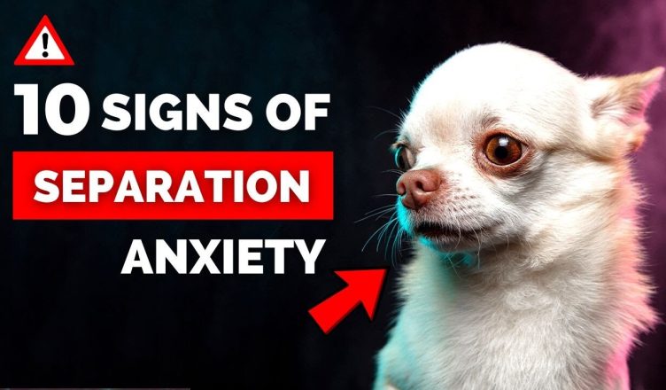 10 Signs Of Separation Anxiety In Dogs