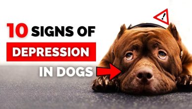 10 Warning Signs Of Depression In Dogs