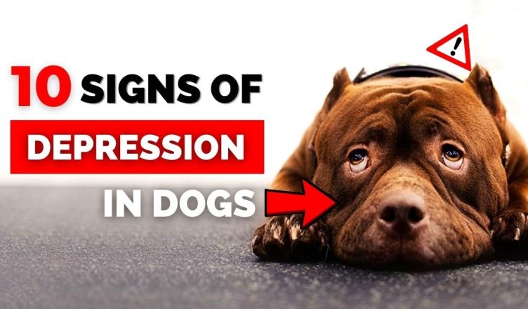 10 Warning Signs Of Depression In Dogs