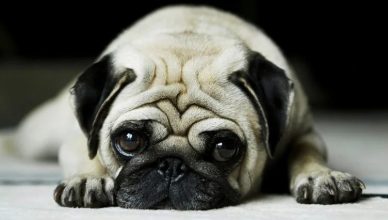 10 Warning Signs Of Dog Anxiety