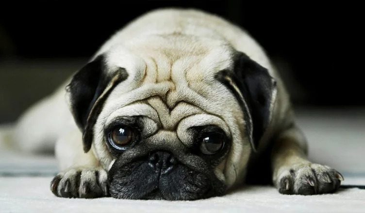 10 Warning Signs Of Dog Anxiety