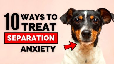 10 Ways to Train a Dog With Separation Anxiety (100% Working!)
