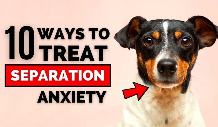 10 Ways to Train a Dog With Separation Anxiety (100% Working!)