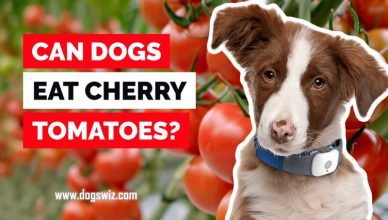 5 Reasons Why Cherry Tomatoes Are Good For Your Dog