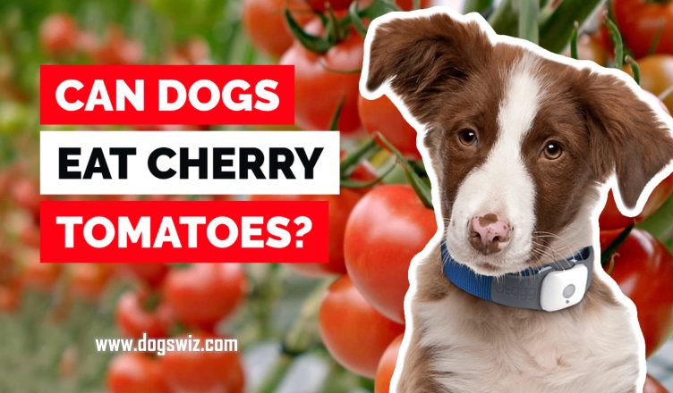 5 Reasons Why Cherry Tomatoes Are Good For Your Dog