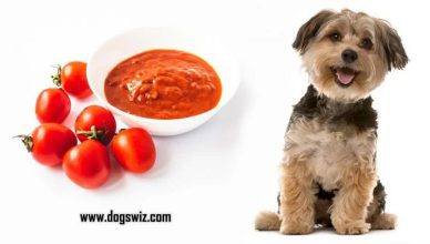 5 Ways to Feed Tomato Sauce To Dogs (Your Dog Will Love It!)
