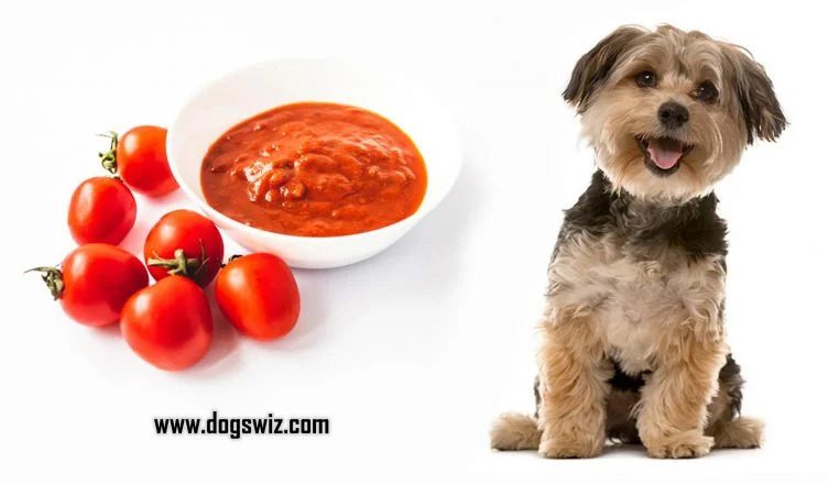 5 Ways to Feed Tomato Sauce To Dogs (Your Dog Will Love It!)