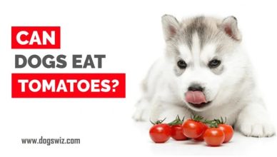10 Things To Do Before Feeding Tomatoes To Your Dog (What You Should Know!)