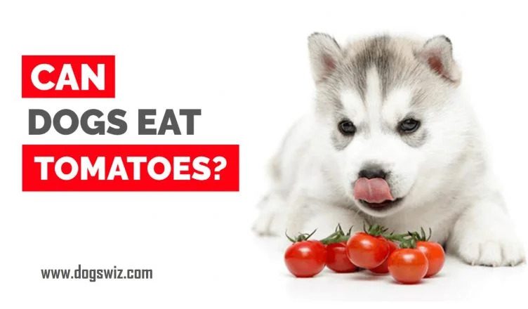 10 Things To Do Before Feeding Tomatoes To Your Dog (What You Should Know!)