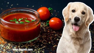 5 Things To Avoid When Feeding Tomato Paste To Dogs