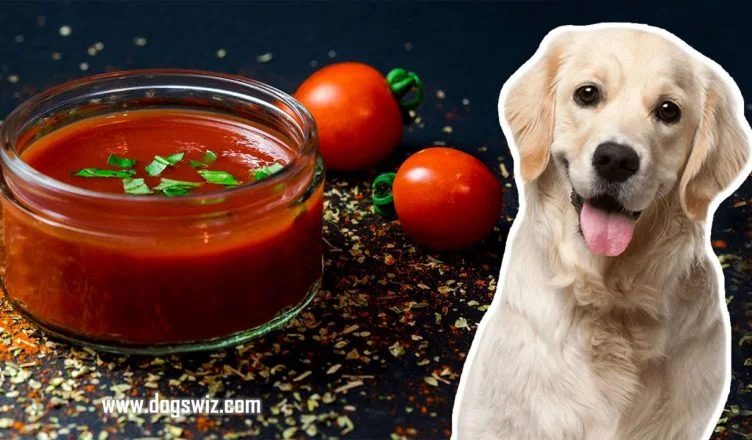 5 Things To Avoid When Feeding Tomato Paste To Dogs