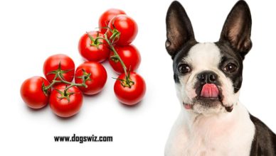 5 Reasons Why Grape Tomatoes Are Healthy For Dogs