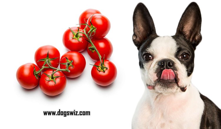 5 Reasons Why Grape Tomatoes Are Healthy For Dogs