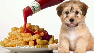 5 Reasons Why Commercial Ketchup Is Bad For Dogs