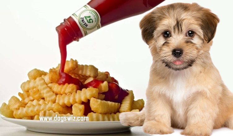5 Reasons Why Commercial Ketchup Is Bad For Dogs