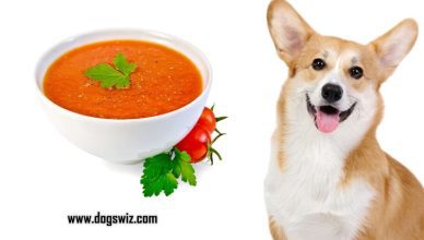 5 Things To Do Before Feeding Tomato Soup To Dogs