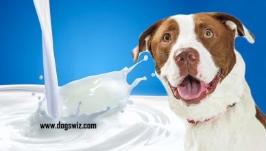 Can Dogs Drink Milk? Yes! But Conditions Apply!