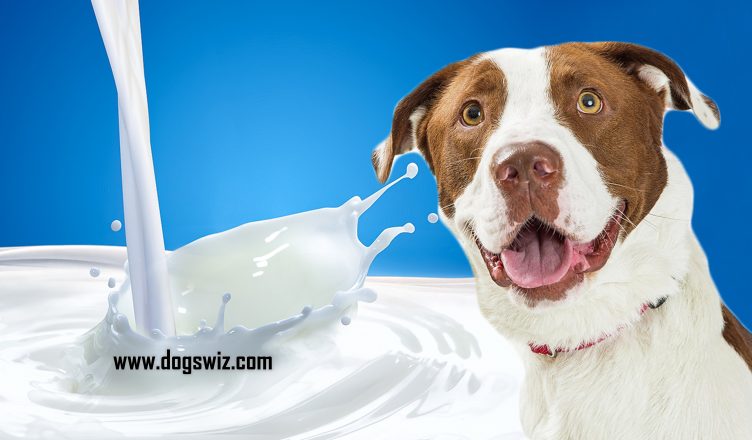 Can Dogs Drink Milk? Yes! But Conditions Apply!