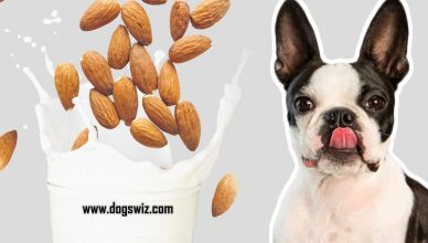 Can Dogs Drink Almond Milk? Things to Note Before Feeding Almond Milk To Your Dog