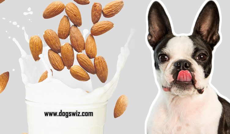 Can Dogs Drink Almond Milk? Things to Note Before Feeding Almond Milk To Your Dog