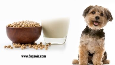 Can Dogs Drink Soy Milk? Sometimes And Only Under These Conditions!