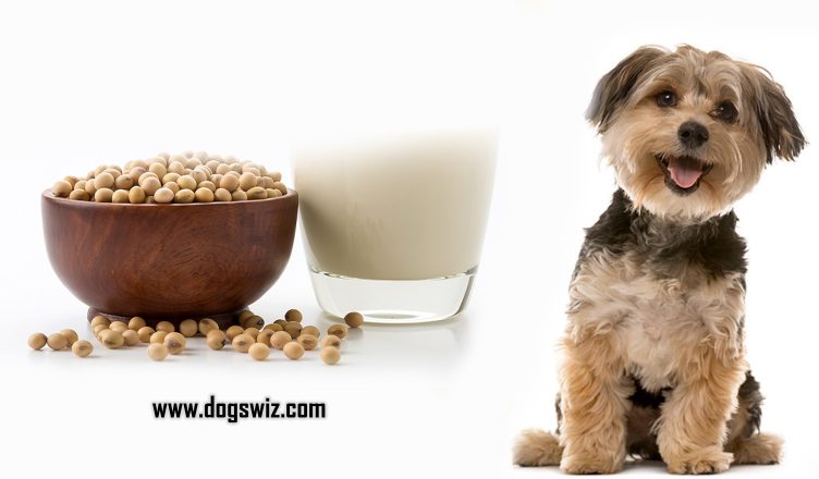 Can Dogs Drink Soy Milk? Sometimes And Only Under These Conditions!