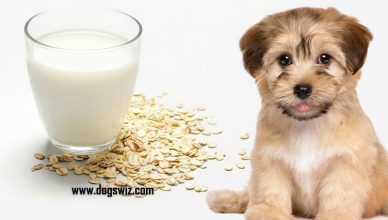 Can Dogs Have Oat Milk? The Complete Guide On Oat Milk For Dogs