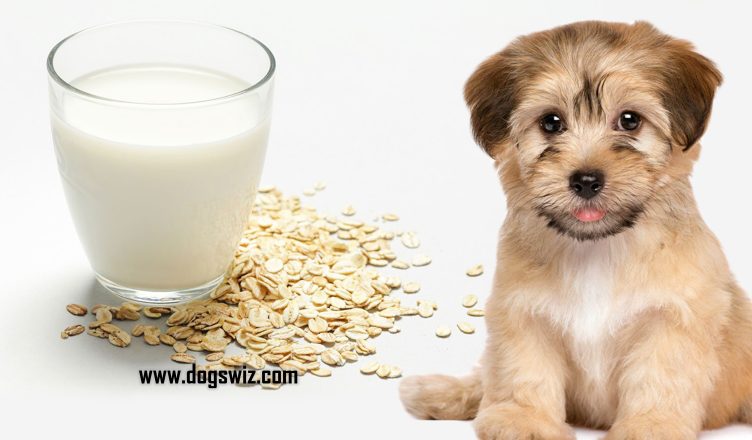 Can Dogs Have Oat Milk? The Complete Guide On Oat Milk For Dogs