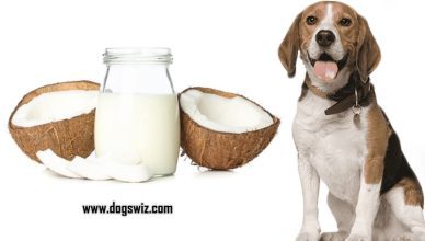 Can Dogs Drink Coconut Milk? What are the Benefits of Coconut Milk for Dogs?