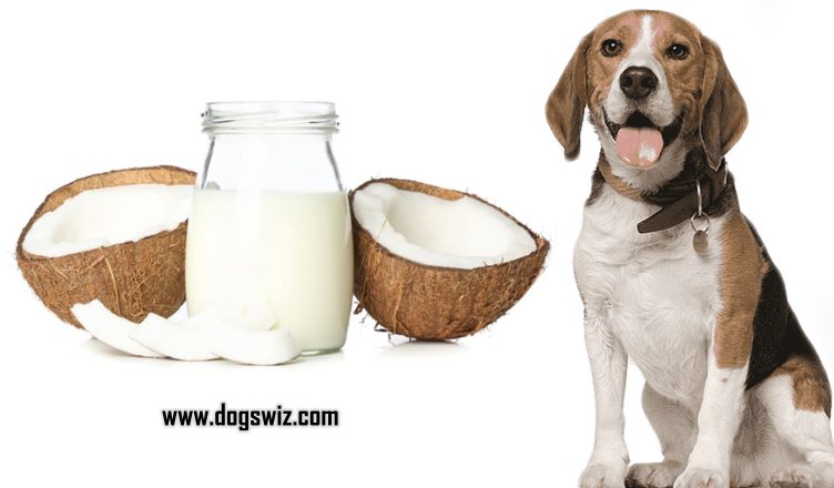 Can Dogs Drink Coconut Milk? What are the Benefits of Coconut Milk for Dogs?