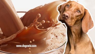 Can Dogs Drink Chocolate Milk? Dangers Of Chocolate Milk For Dogs & Alternatives