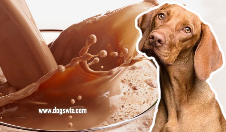 Can Dogs Drink Chocolate Milk? Dangers Of Chocolate Milk For Dogs & Alternatives