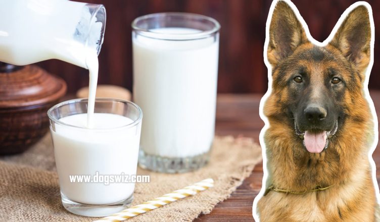 Can Dogs Drink Buttermilk? Here’s What You Need to Know