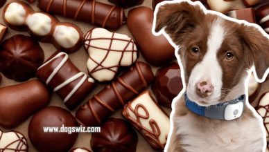 Can Dogs Eat Milk Chocolate? How Eating Milk Chocolate Can Be Lethal To Your Dog