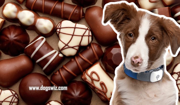 Can Dogs Eat Milk Chocolate? How Eating Milk Chocolate Can Be Lethal To Your Dog