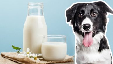Can Dogs Drink Goat Milk? Exploring The Benefits of Giving Your Dog Goat Milk