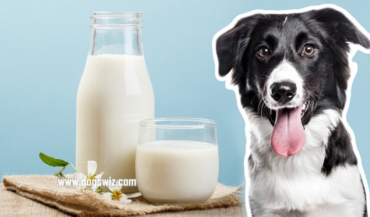 Can Dogs Drink Goat Milk? Exploring The Benefits of Giving Your Dog Goat Milk