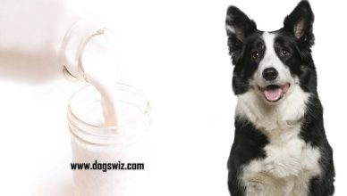 Can Dogs Drink Skim Milk? The Ultimate Guide to Skim Milk for Dogs