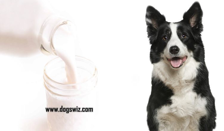 Can Dogs Drink Skim Milk? The Ultimate Guide to Skim Milk for Dogs